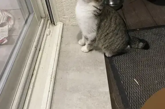 Chaton gris tigré trouvé à Podensac - photo