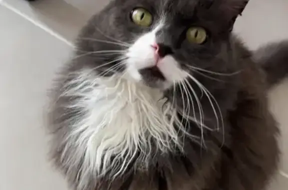 Animaux perdus , photo: Chatte grise perdue à Pia