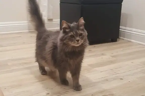 Lost Fluffy Grey Cat in Mission Viejo!