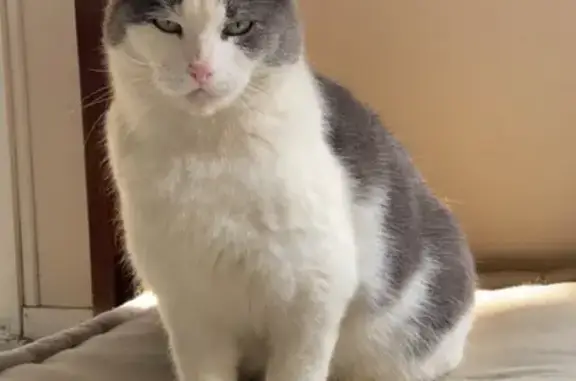 Animaux perdus Cesson-Sévigné, photo: Chat gris-blanc perdu à Cesson