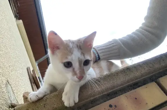 Chat sociable trouvé à Lantenne-Vertière - photo