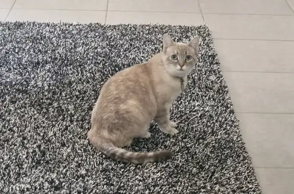 Animaux perdus Lannion, photo: Chat sable aux yeux bleus perdu