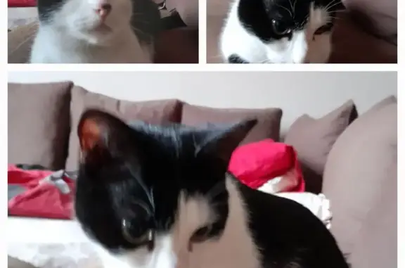 Chat trouvé Lyon, photo: Chatte sociable trouvée à Lyon 7
