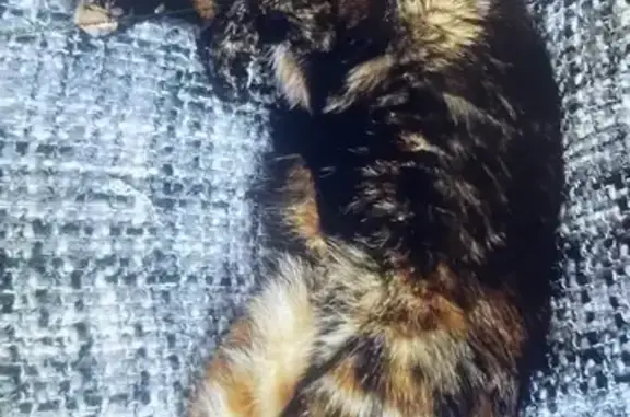 Lost Black Tortie Cat - Pine St, Whittlesea