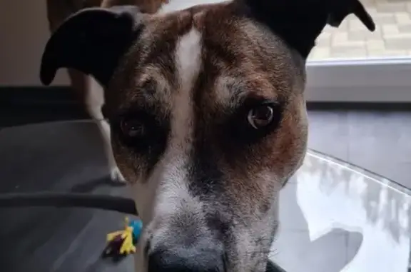 Chien perdu , photo : Chien Harlem disparu à Bébing