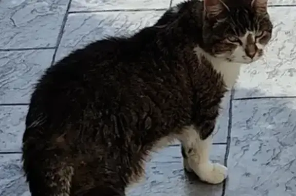 Animaux perdus Créhange, photo: Chat tigré perdu à Créhange