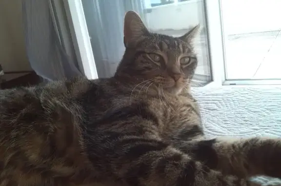Animaux perdus Saint-Jean-de-Moirans, photo: Chat tigré blessé perdu à Saint-Jean