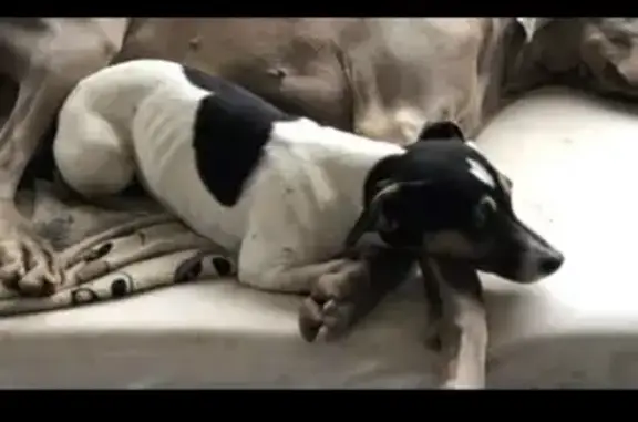Animaux perdus , photo: Jack Russell tricolore perdu - Nala