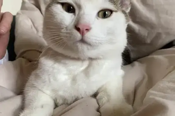 Animaux perdus Châteaubourg, photo: Chat tricolore perdu à Châteaubourg