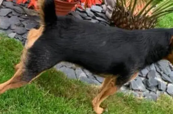 Chien perdu , photo : Chienne Jadg perdue à Bain-de-Bretagne