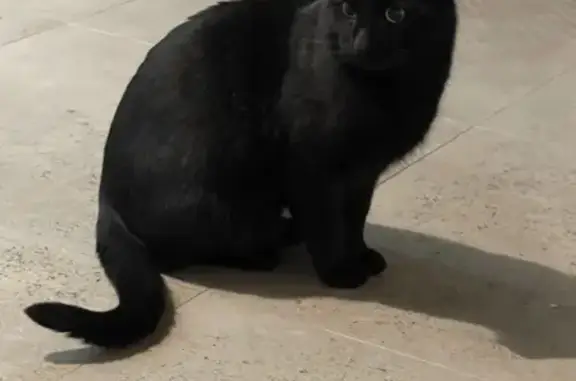 Chat retrouvé à Pierrelatte - photo
