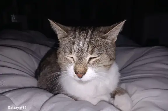 Animaux perdus La Croix-en-Touraine, photo: Chat perdu: Pucé et Stérilisé