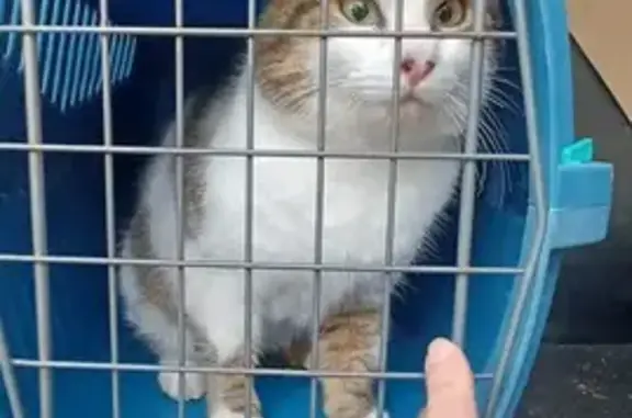 Chat non identifié trouvé - photo