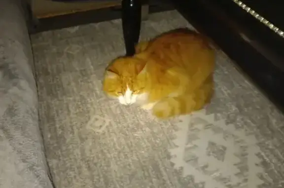 Chat trouvé , photo: Chat errant sociable trouvé