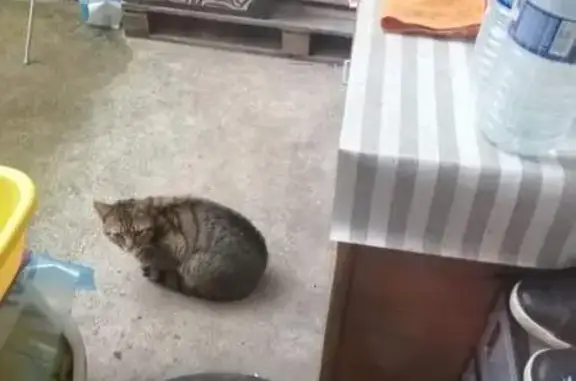 Chat errant à Calais, aide requise - photo
