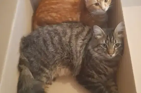 Chat perdu, Égletons, photo: Chat craintif perdu à Égletons