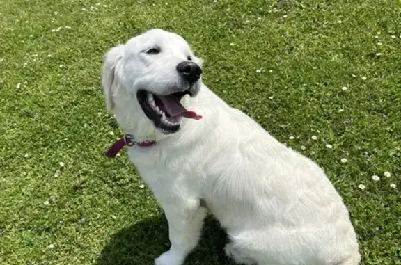 Chien perdu , photo : Chienne Golden Retriever Perdue