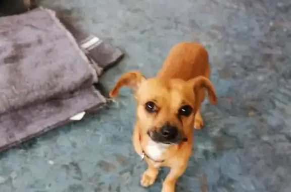 Chien trouvé Pau, photo: Chien marron perdu à Pau