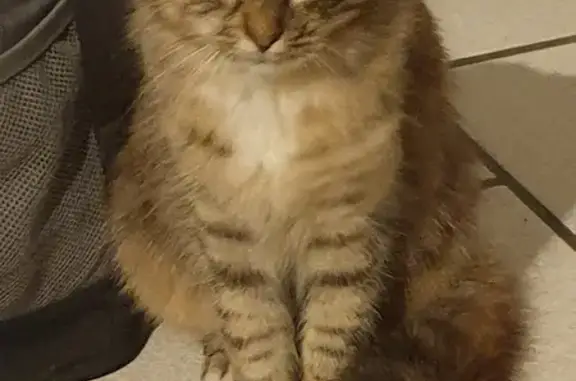 Chatte écaille-tortue trouvée - photo