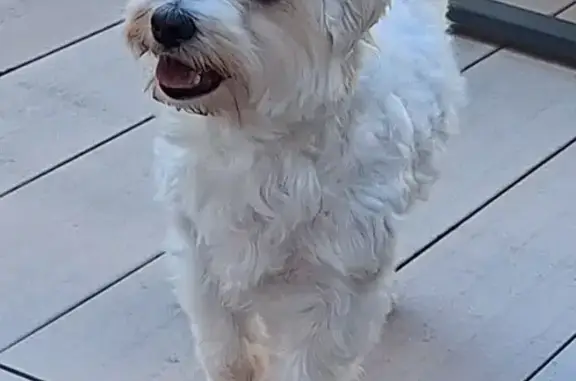 Chien blanc perdu, Marseille - photo