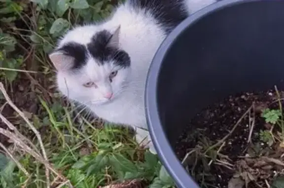 Chat noir et blanc perdu - Les Brandes - photo
