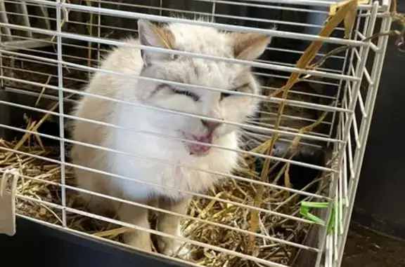 Chat crème/gris perdu à Neuville - photo