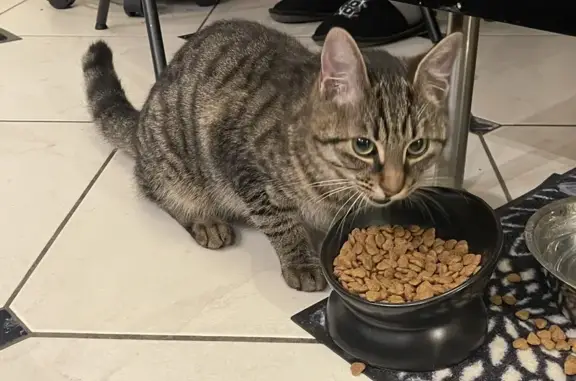 Chaton tabby perdu à Argenteuil - photo