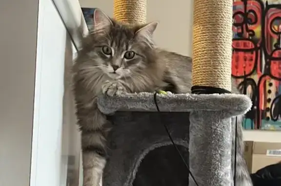 Animaux perdus Tours, photo: Chaton gris-blanc perdu à Tours