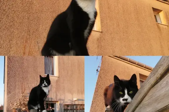 Animaux perdus Bazancourt, photo: Chat Hatchi noir/blanc perdu