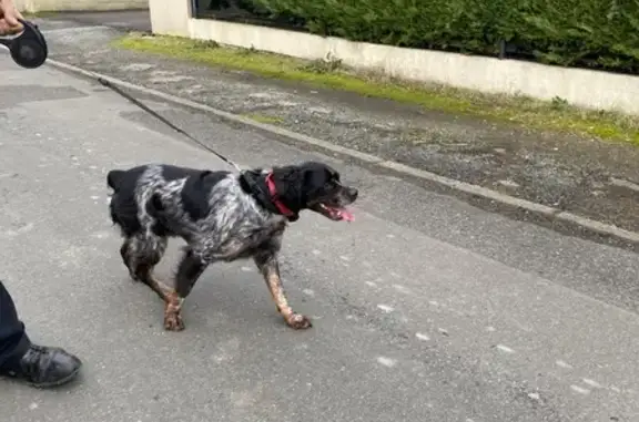Chien épagneul perdu à Chanteloup - photo