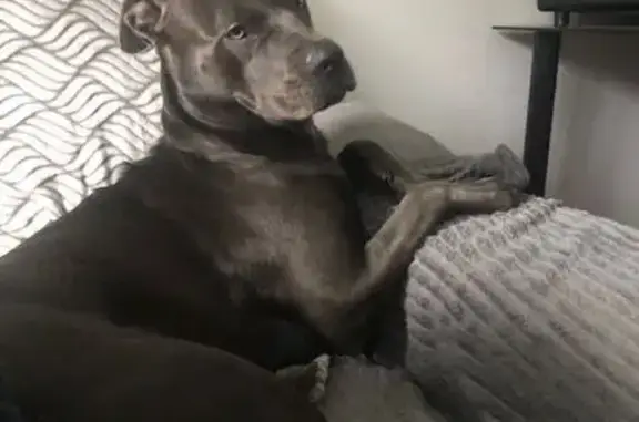 Chien perdu , photo : Perdue: Cane Corso/Staffie grise