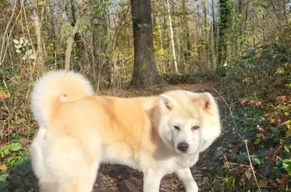 Chien perdu Nanterre, photo : Akita Inu volé, blessé à Nanterre