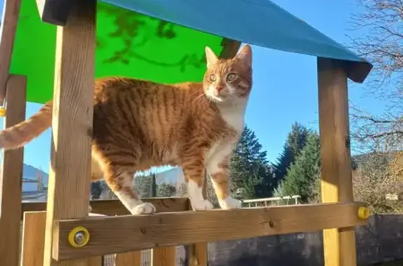 Chat perdu, Nans-les-Pins, photo: Mirou, chat roux perdu à Nans