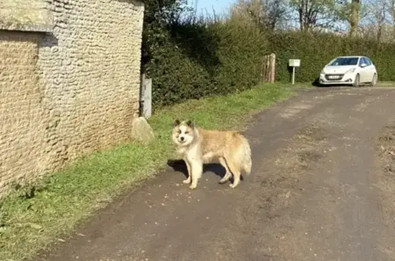 Chien mâle perdu à Valambray - photo