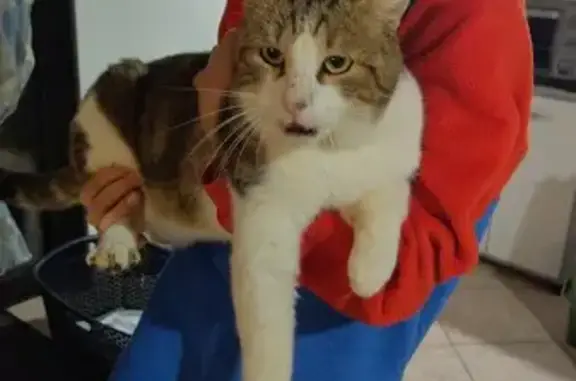 Chat errant retrouvé à Saint-Aubin - photo