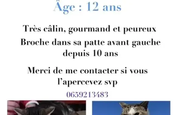 Animaux perdus Gouzeaucourt, photo: Chat perdu à Gouzeaucourt