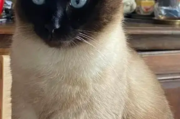 Animaux perdus Châteauneuf-sur-Loire, photo: Chatte Gaïa siamoise perdue à Châteauneuf