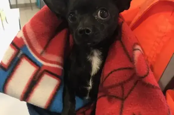 Chihuahua noir trouvé à Tinqueux - photo
