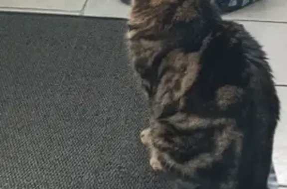 Chatte trigrée câline trouvée - photo