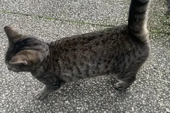 Chat tigré sociable trouvé à Niort - photo