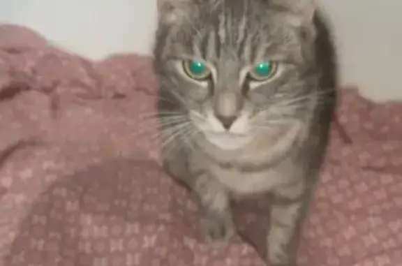 Chat perdu à Nanterre trouvé - photo