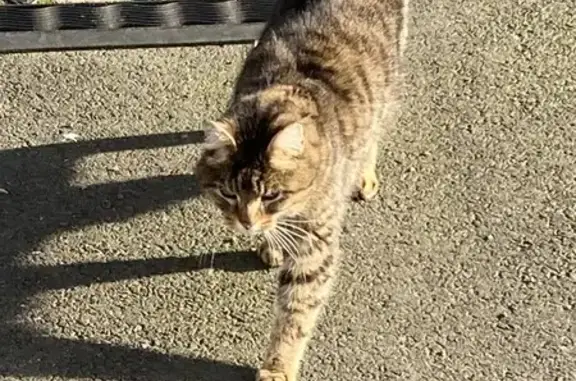 Animaux trouvés Ouistreham, photo: Chat trouvé au port d'Ouistreham