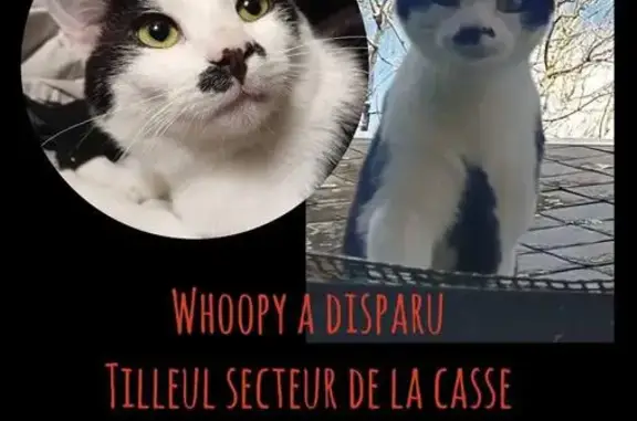 Chat perdu, , photo: Chaton Whoopi disparu au Tilleul