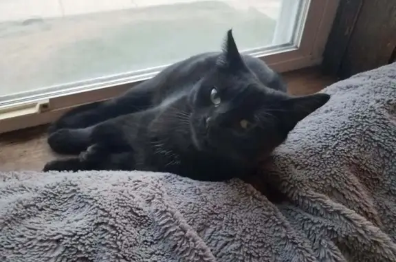 Lost in Austin: Tiny Black Cat with Green Eyes!