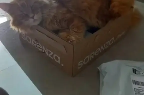 Chat perdu, Cadenet, photo: Origan, Maine Coon roux perdu