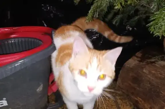Chat affectueux trouvé à Saint-Sulpice - photo
