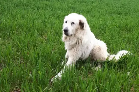 Chien perdu Changé, photo : Chienne Pyrénéenne Perdue - Changé 53