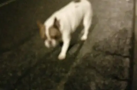 Bouledogue perdu à Soues - photo