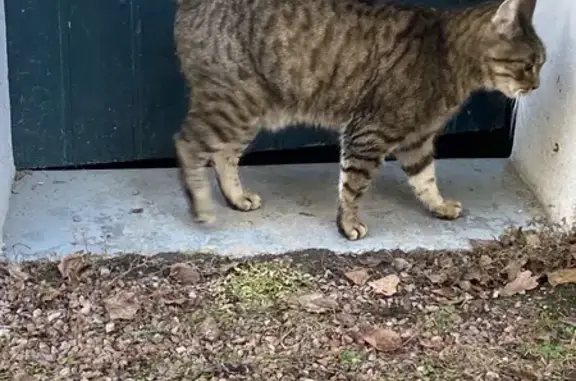 Chat castré trouvé à Montceau - photo
