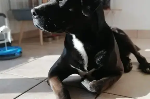 Chien perdu , photo : Sycko, labrador égaré à Maumusson